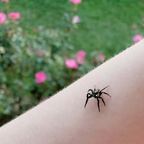 Meet your Posher, Baby Lucifer - Picture 13 of 16